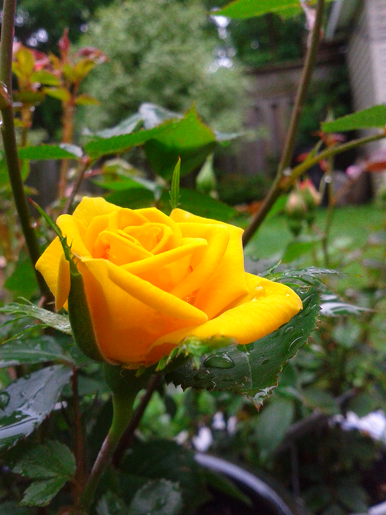 Sun Sprinkles Rose at Genrylandblog Blog