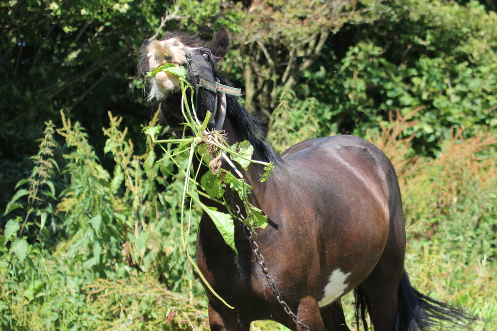 IMG_9167 emma bell Flickr