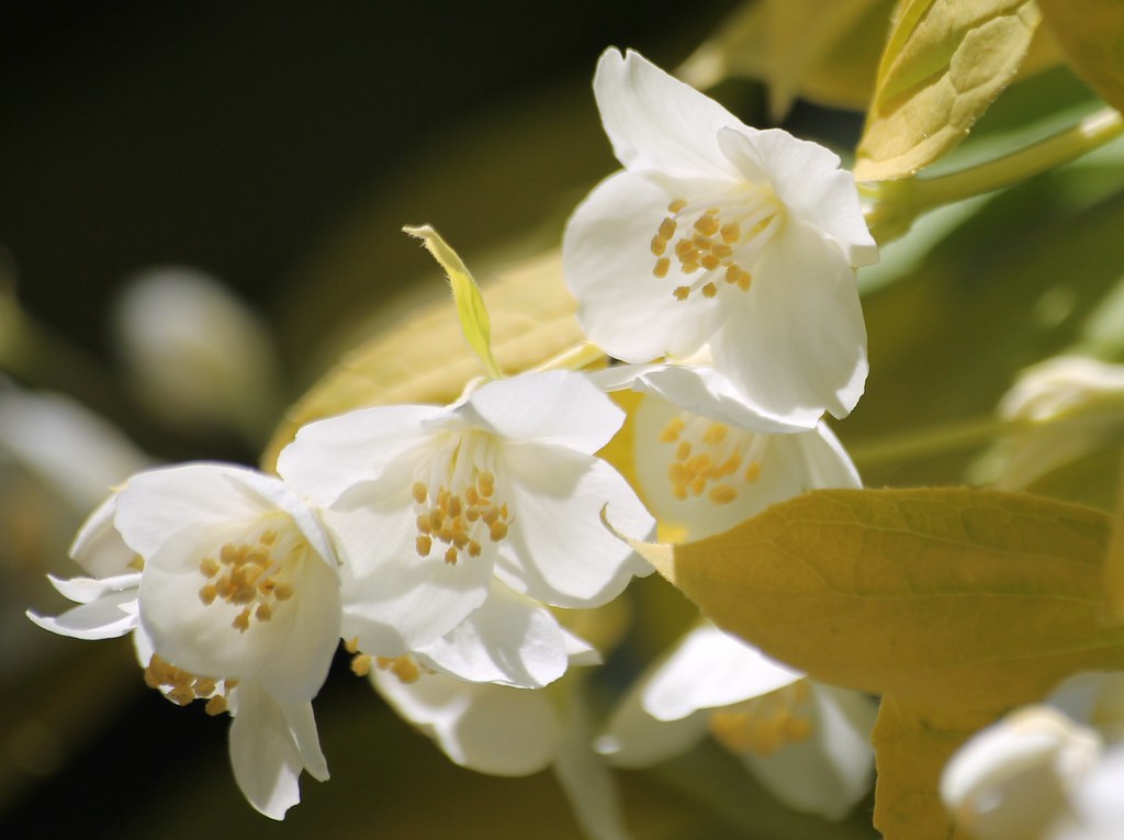 Mock Orange blossoms We had Mock Orange shrubs in our yard… Flickr
