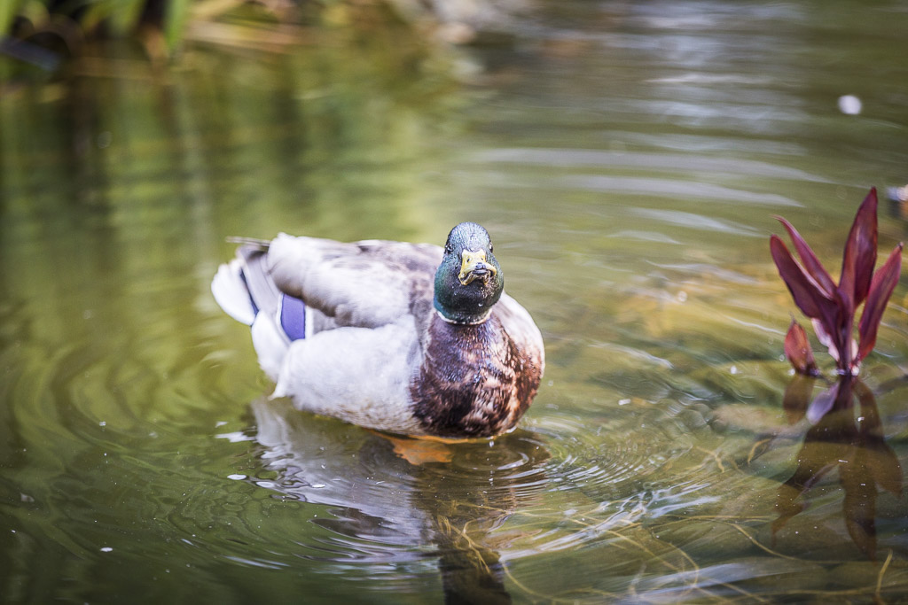 Duck of NY duck, new york city Carlos Jaquez Flickr