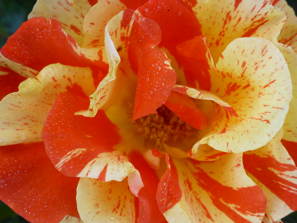 The Queen Mother Rose Garden Flickr