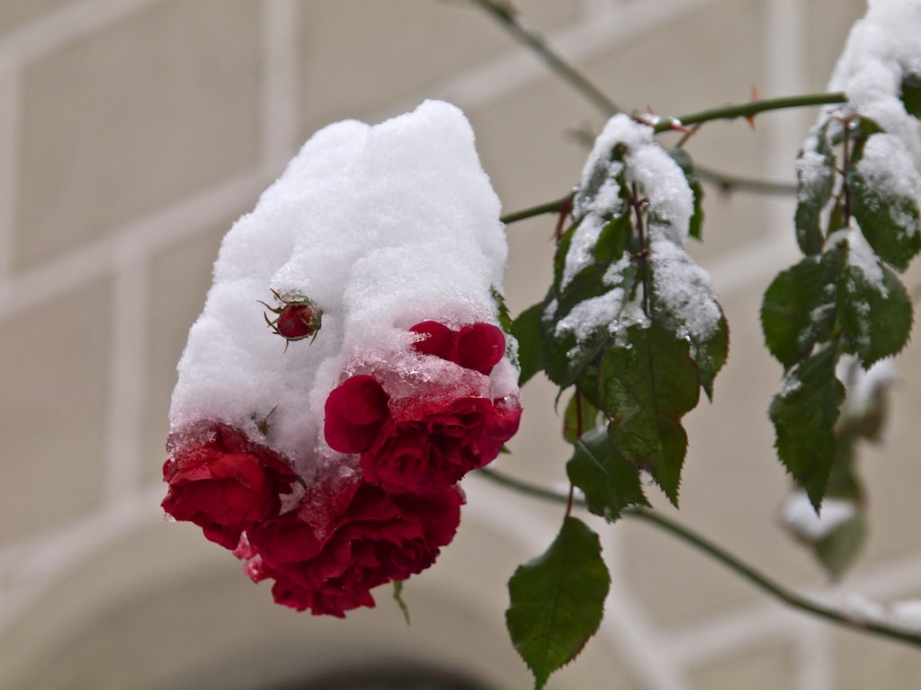 roses in winter Flickr