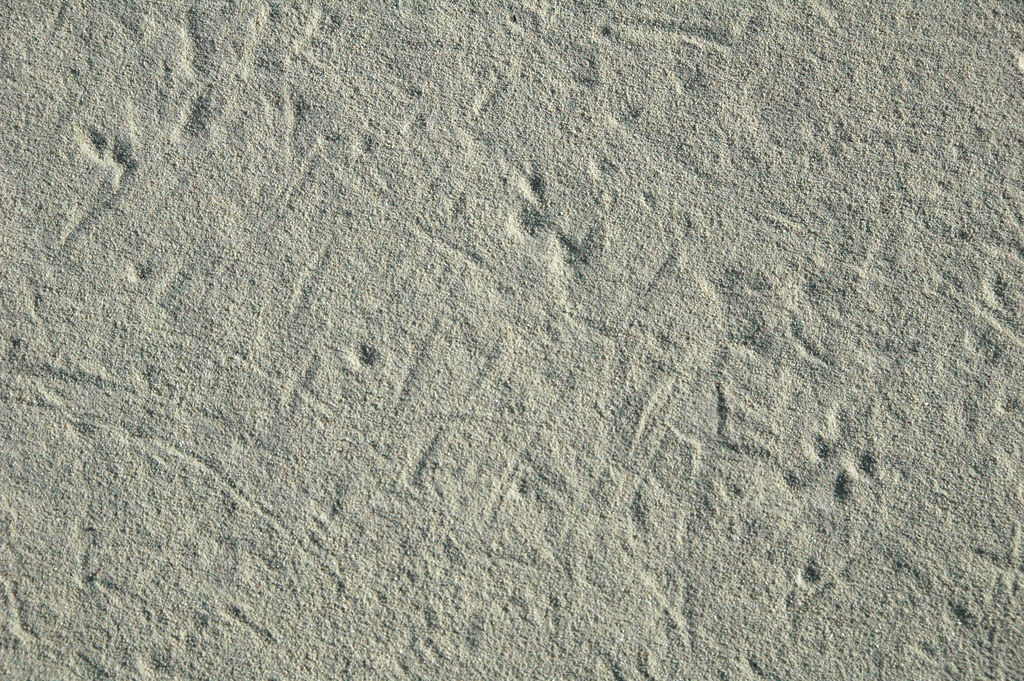 Turtle grass scratch lines (pseudotraces) on aragonite san… Flickr