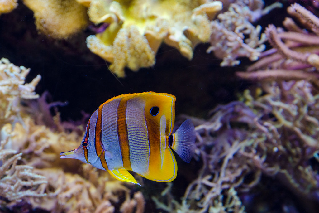 Orange fish Picture taken at The Aquarium Sentosa, Singa… Flickr