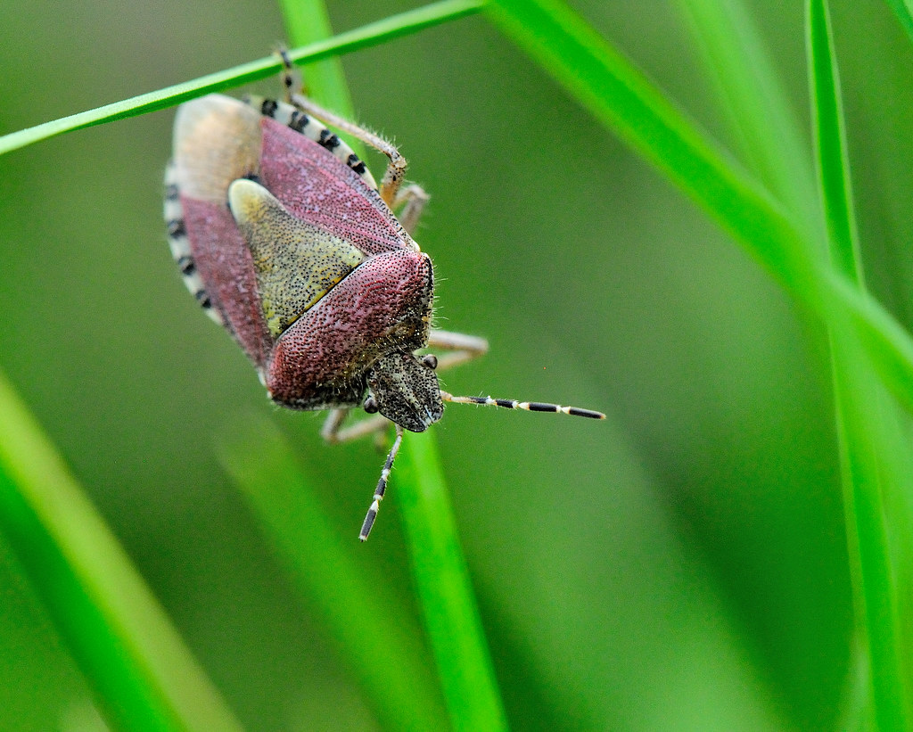 Dolycoris baccarum. (Pentatomidae) From Wikipedia Dolycor… Flickr
