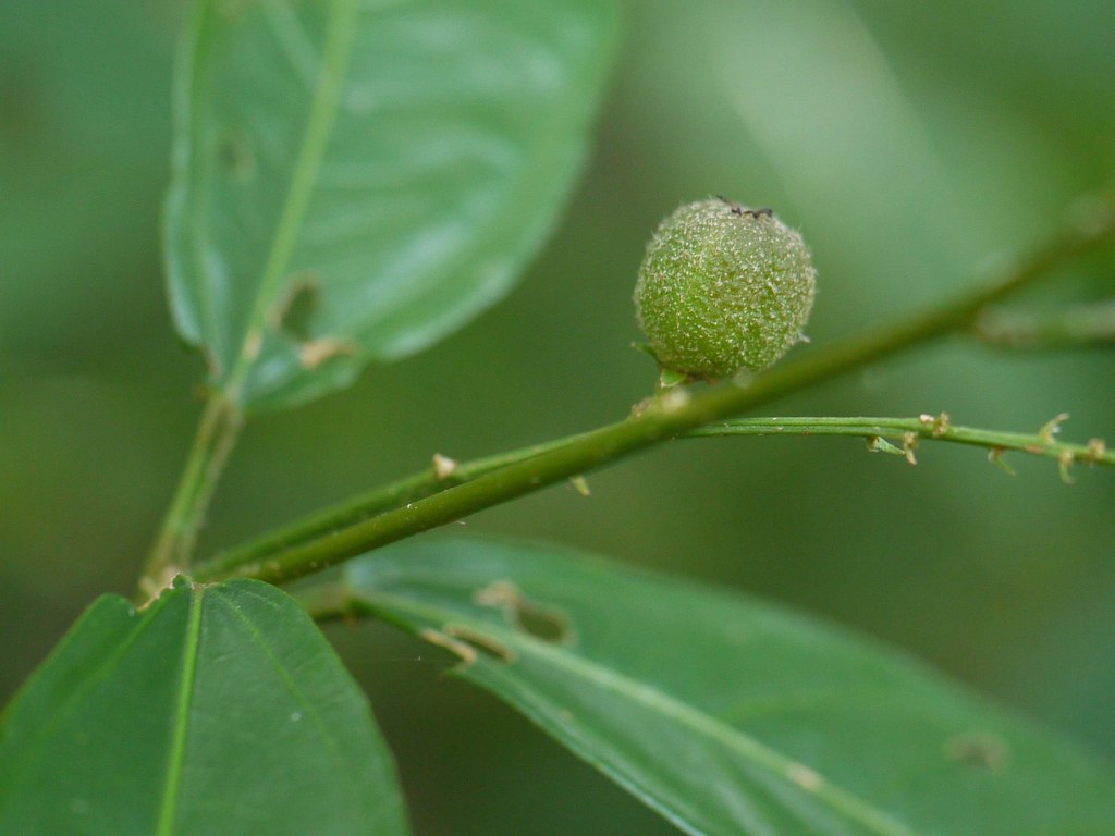 Porivatta (Malayalam പൊരിവട്ട) Euphorbiaceae (castor, eup… Flickr