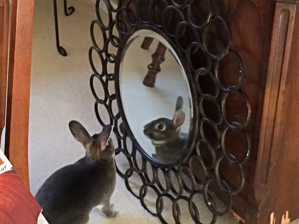 Rabbit through the Looking Glass a photo on Flickriver