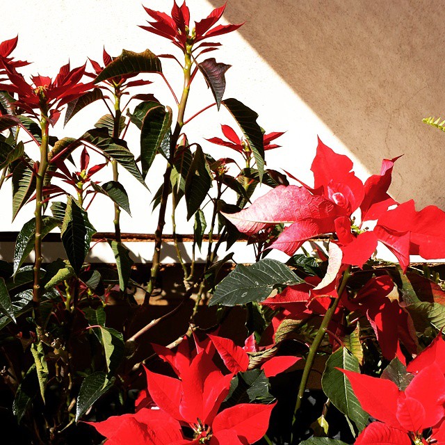 Poinsettias thrive and are most beautiful in Winter. A fir… Flickr