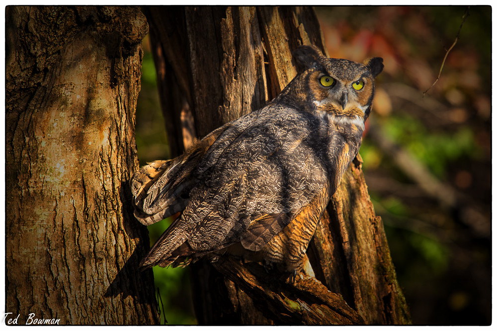 Great Horned Owl Ohio Bird Sanctuary Ted Bowman Flickr