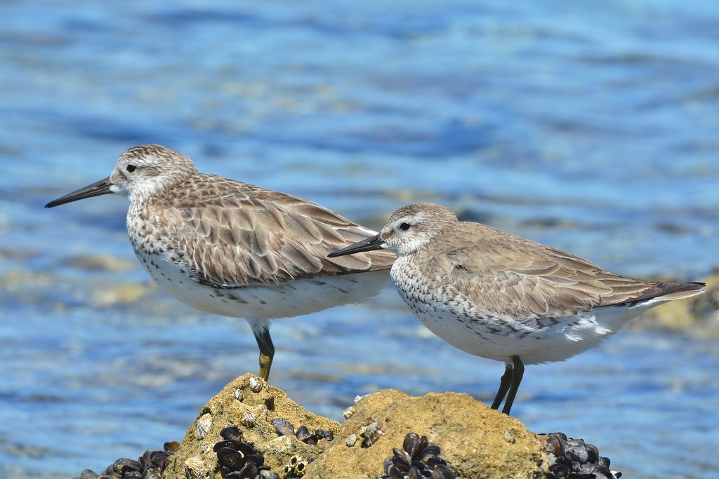 Great Knot left Red Knot right. Laurie Boyle Flickr