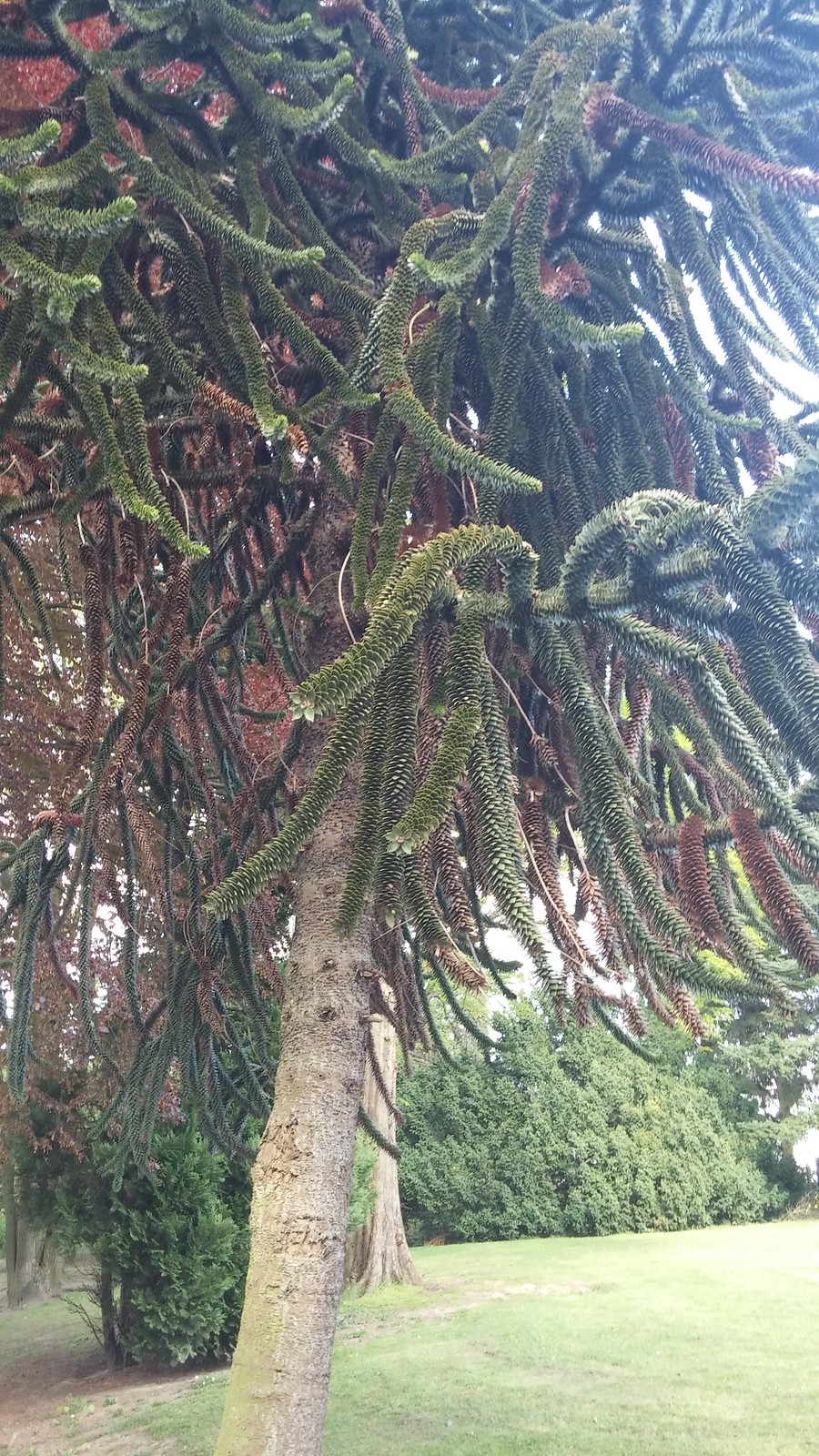 Sterrebeek, Belgium Flickr