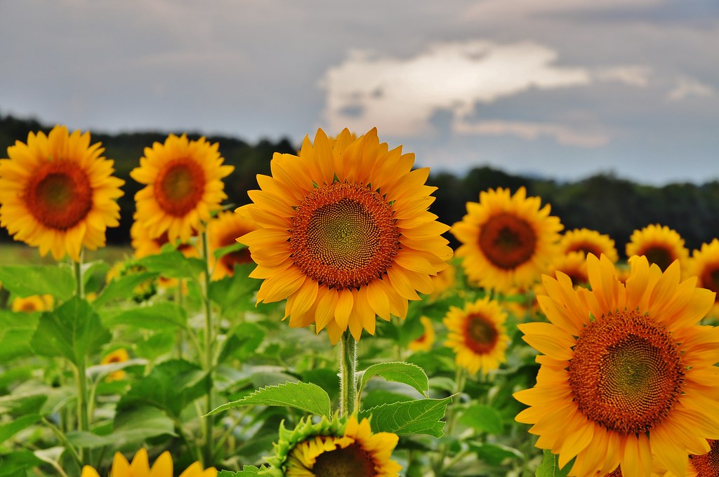 Biltmore Estate Sunflower another shot of sunflowers at Bi… Flickr