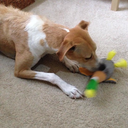 Barley. He LOVES squeaky toys, but only played with his ne… Flickr