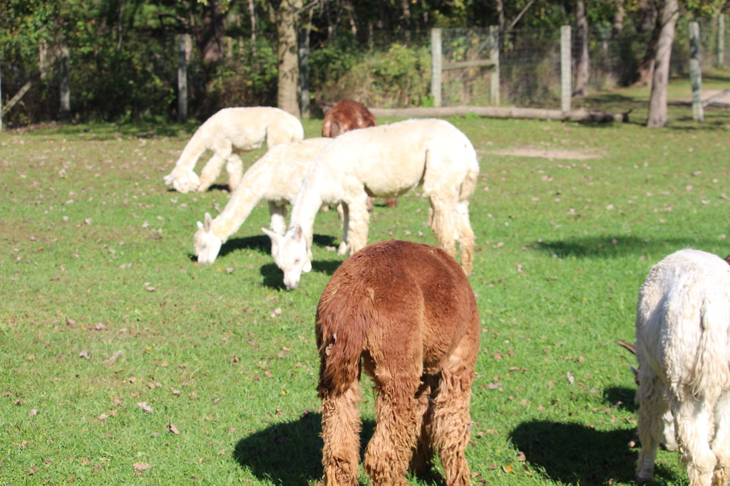 Waldron Grove Alpaca Farm Days j.miner Flickr