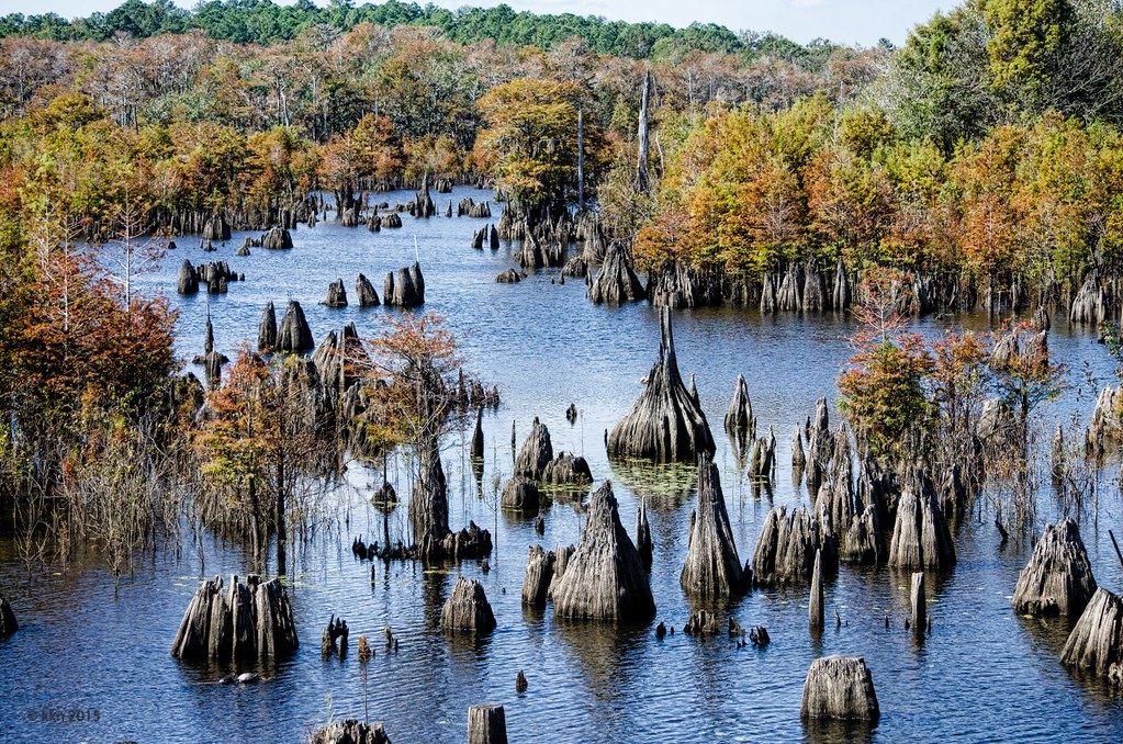 West Arm of Dead Lakes Wewahitchka, FL Kari Nousiainen Flickr