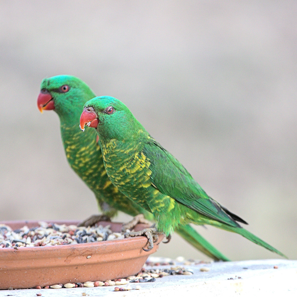 A COUPLE OF SCALY BREASTED LORIKEETS After the rain shower… Flickr