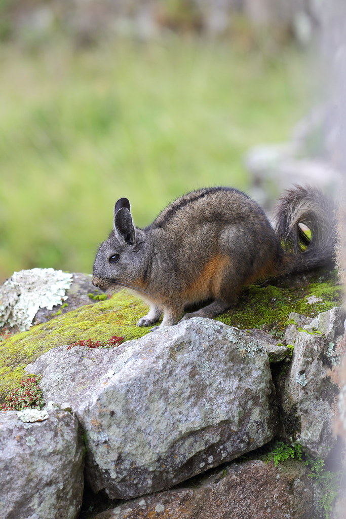 Chinchilla Roaming Buffs Machu Picchu and the Galapagos 20