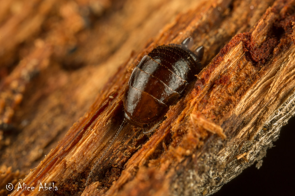 Wood Roach (Parcoblatta americana) Nymph Oso Flaco Lake,… Flickr