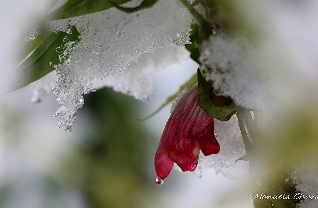 flower Flower in the snow MC0/0 Flickr