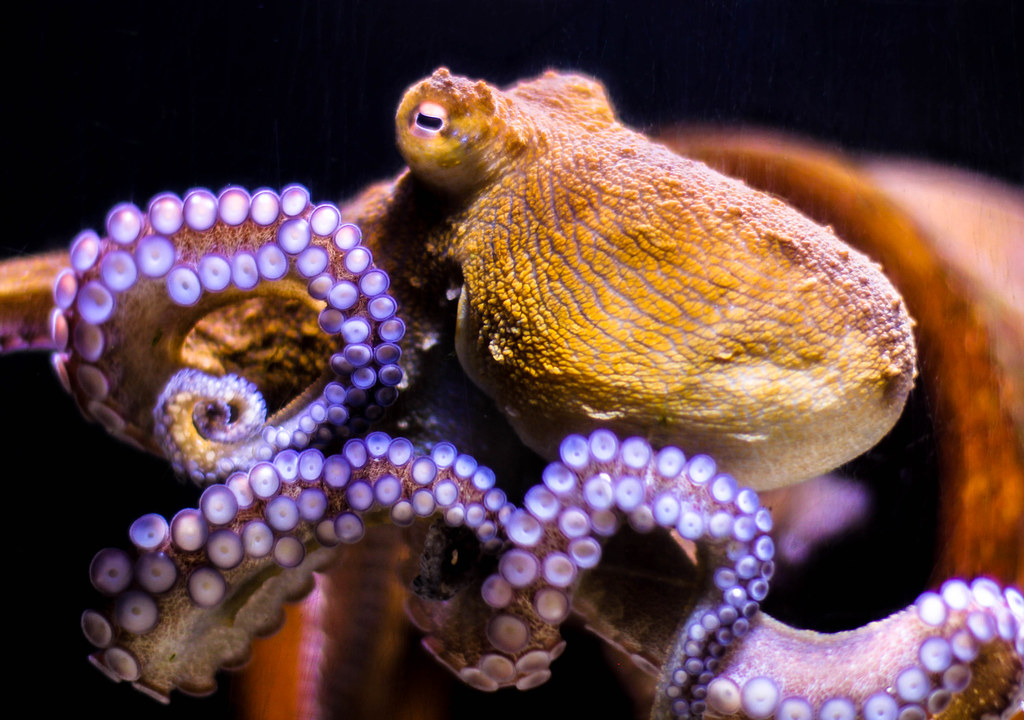 Key West Octopus Of all the aquariums I've visited and … Flickr