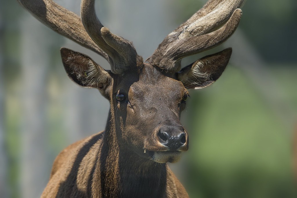 Wapiti _17T6933 StBernarddeMichaudville René Pelletier Flickr