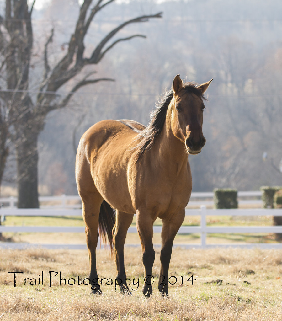 Dun Quarter Horse Mare Trail Photography © 2014 Flickr