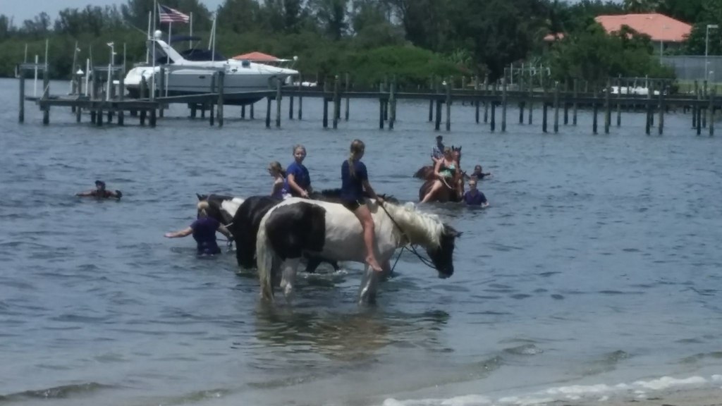 Bradenton Beach Horses Cponies Beach Horseback Riding in B… Flickr