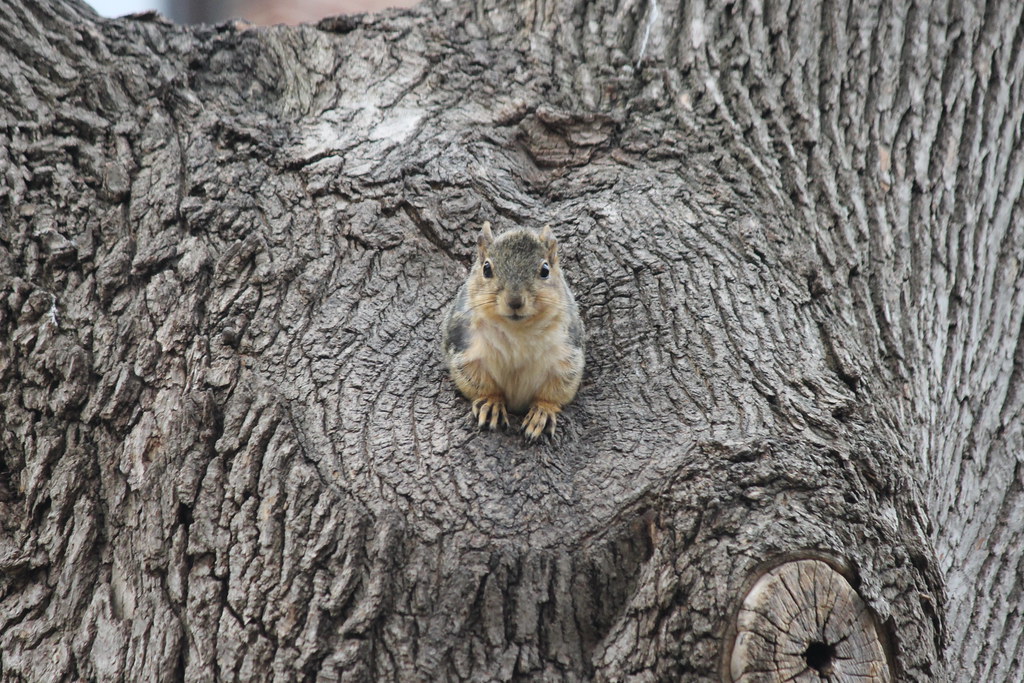 Squirrels & Squirrel Condo on a Cold Spring Day at the Uni… Flickr