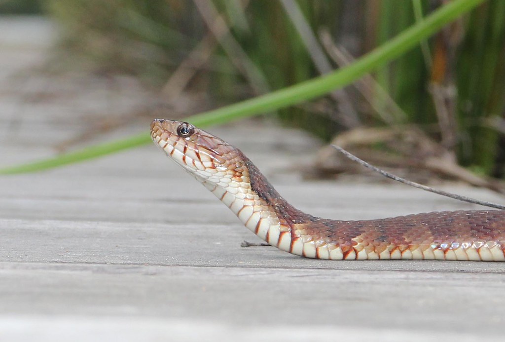 Banded Water Snake, south USA Banded Water Snake … Flickr