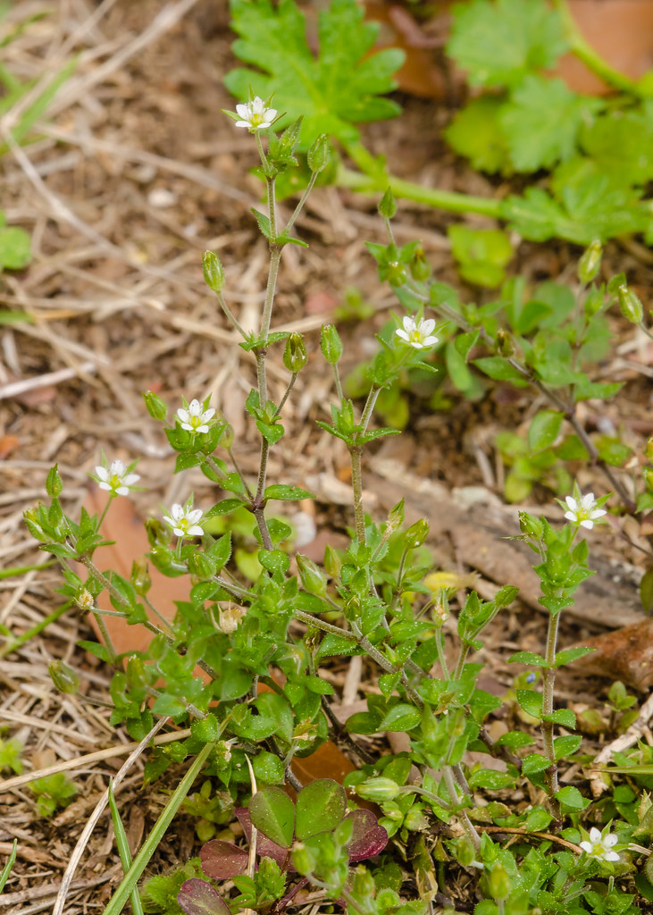 Arenaria serpyllifolia (Large thymeleaved sandwort) Flickr