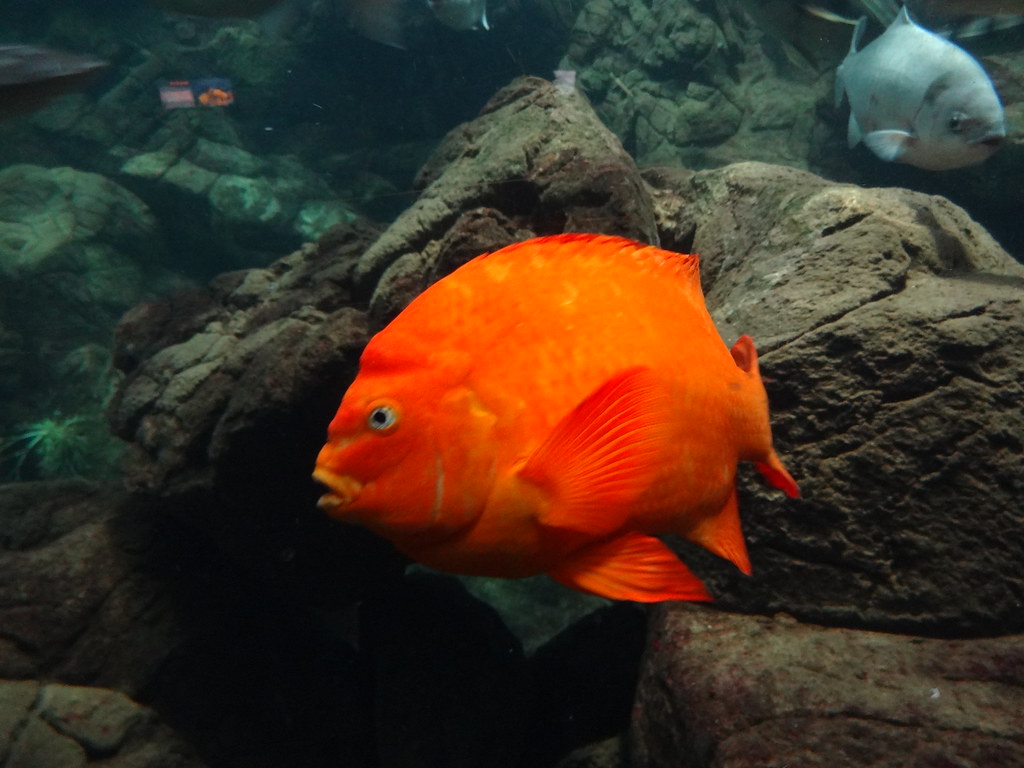 Garibaldi Sea World San Diego Howard Cheng Flickr