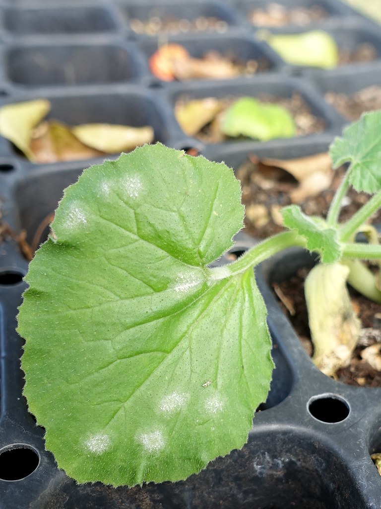 Zucchini seedling Powdery mildew Read www.ctahr.hawaii.e… Flickr