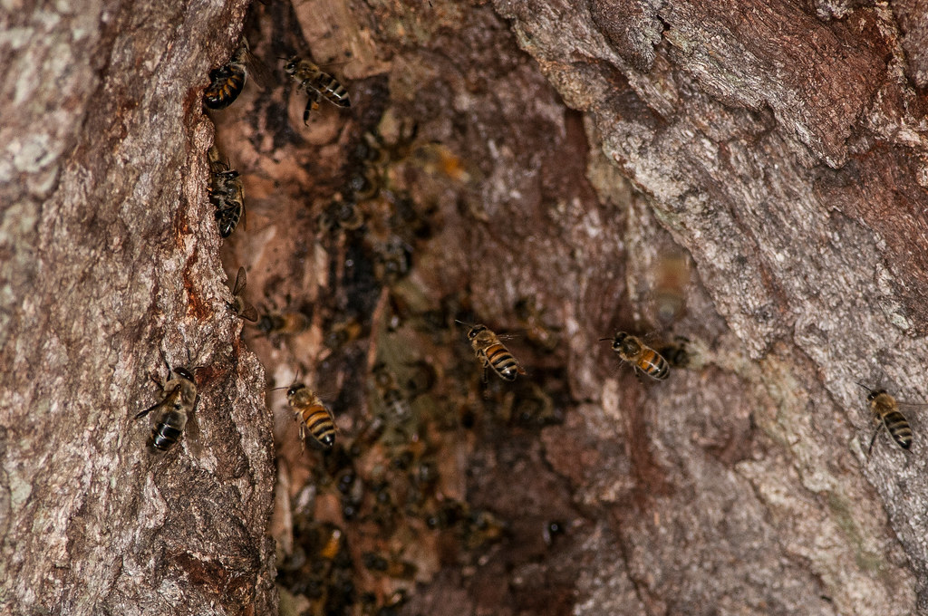 Honey Bee Tree Apis mellifera Brian Bateson Flickr