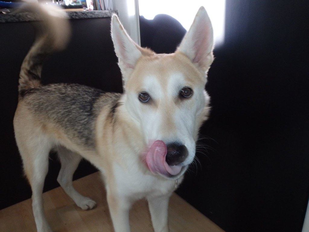 Tongue Tesla, our white German Shepherd/Siberian Husky