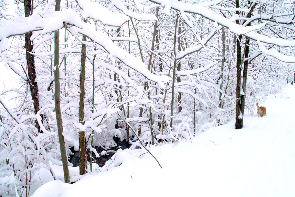 snow Huntington, WV K e v i n Flickr