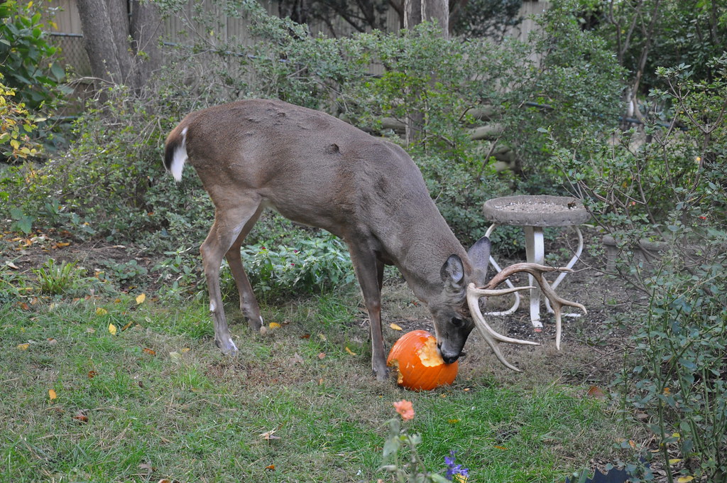 Deer Eating Pumpkin in Garden 3 Amaury Laporte Flickr