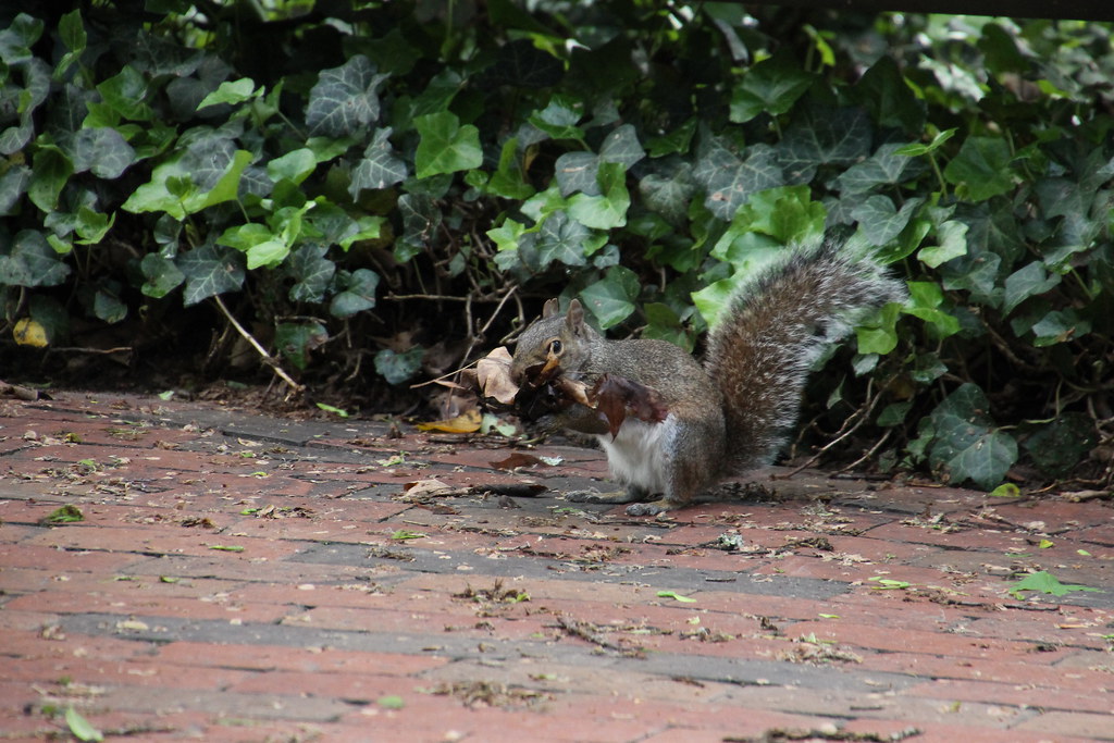 Squirrels at Vanderbilt University (Nashville, Tennessee) … Flickr