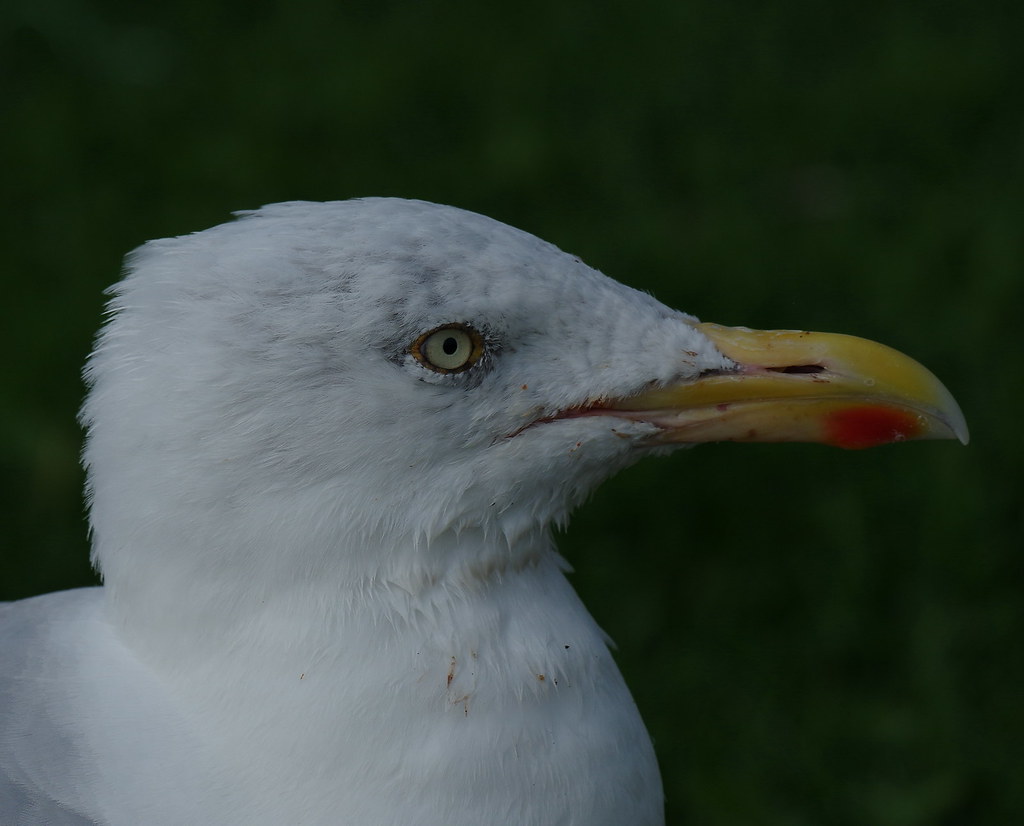 Herring Gull Close Up, Millport, Cumbrae, Scotland K__3632… Flickr