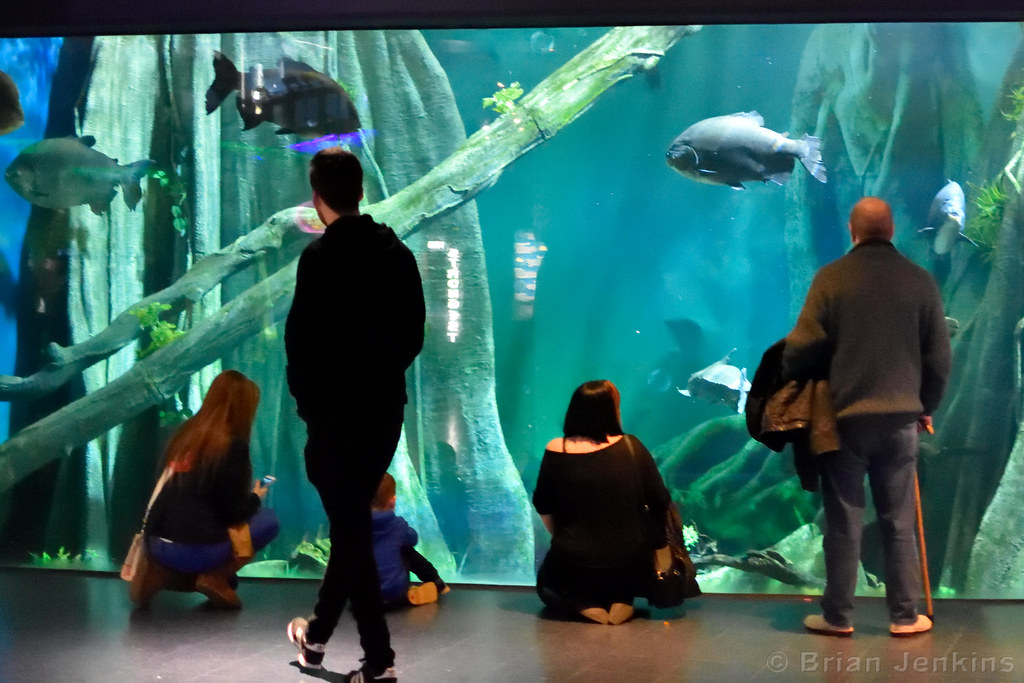 The Deep, Hull The Deep (Aquarium), Hull, East Yorkshire, … Bri_J