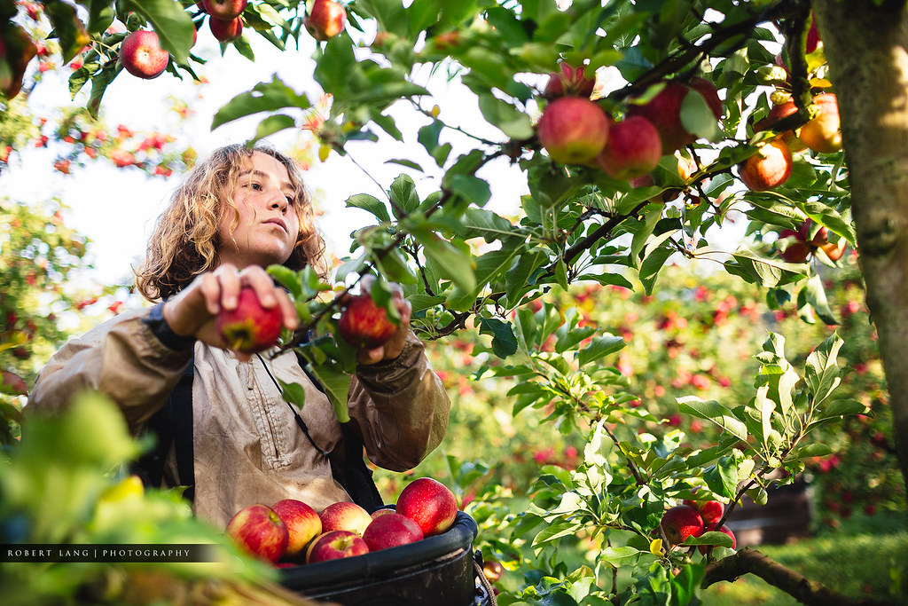 Apple picking, fruit harvest (Buy at Getty Images) Apple p… Flickr