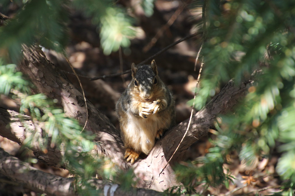 Squirrels at the University of Michigan in Springtime (Apr… Flickr