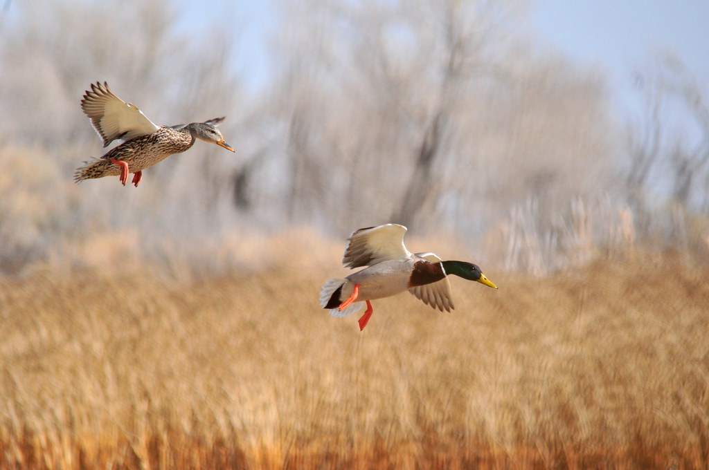 Mallard Pair Seedskadee NWR A pair of mallards landing on … Flickr