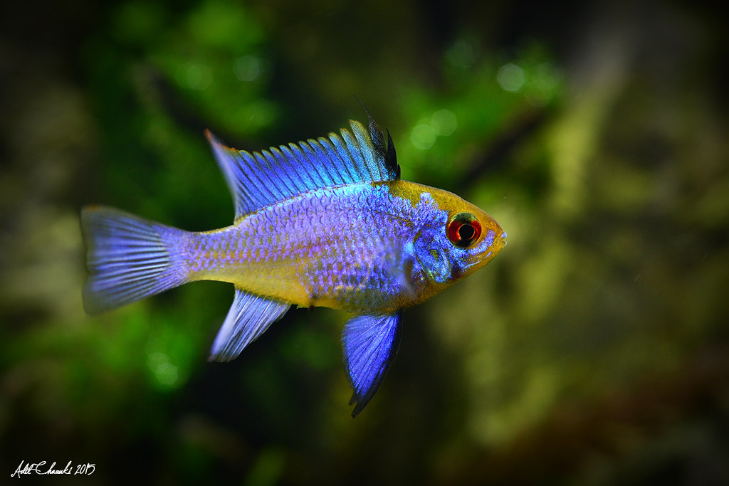 Electric Blue Ram Mikrogeophagus ramirezi ☁ ♥
