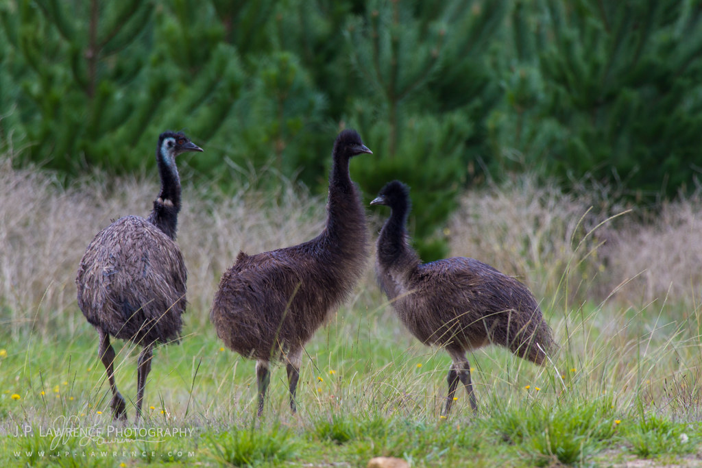 Emu Family Emu family from Victoria, Australia J.P. Lawrence Flickr