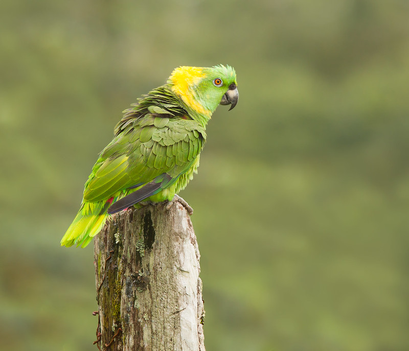 Yellownaped Amazon / Amazona auropalliata photo call and song
