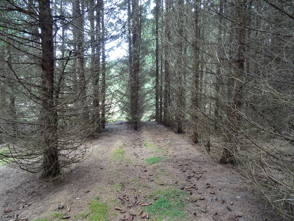 DSC01357 Fir grove Tery14 Flickr