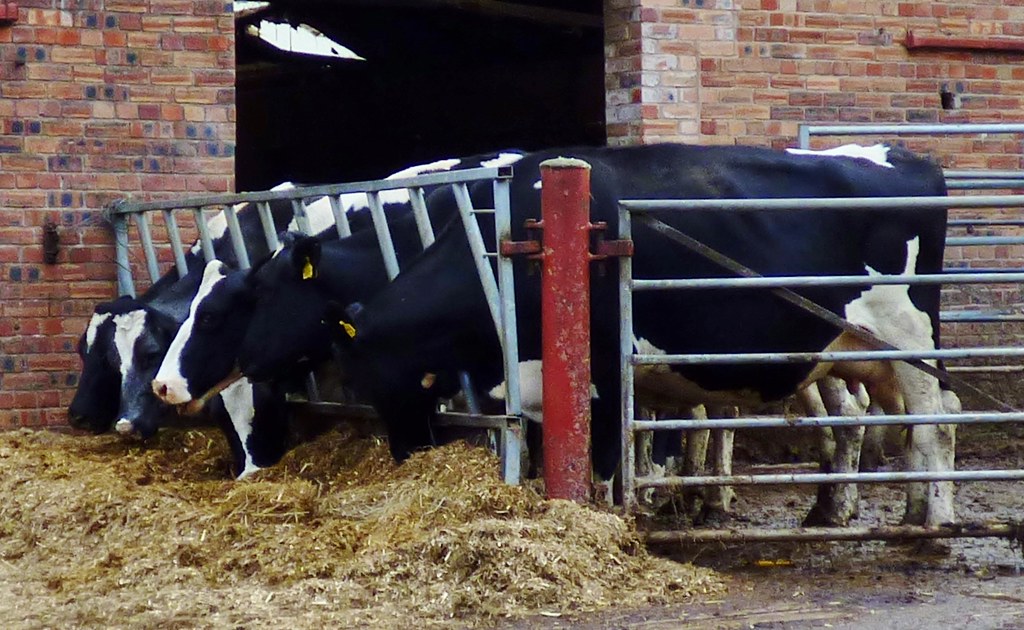Cattle feeding Holsteins or Fresians near Oswestry