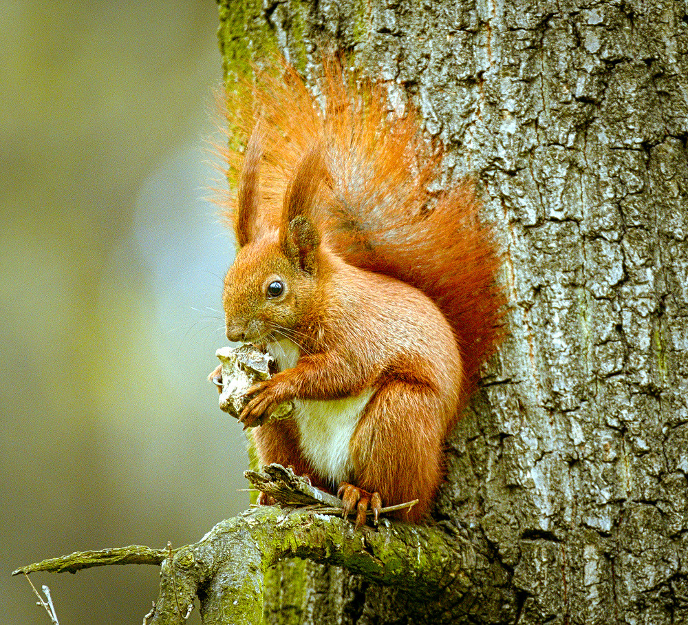 Squirrel eating Squirrel (Sciurus vulgaris) sitting on a t… Flickr