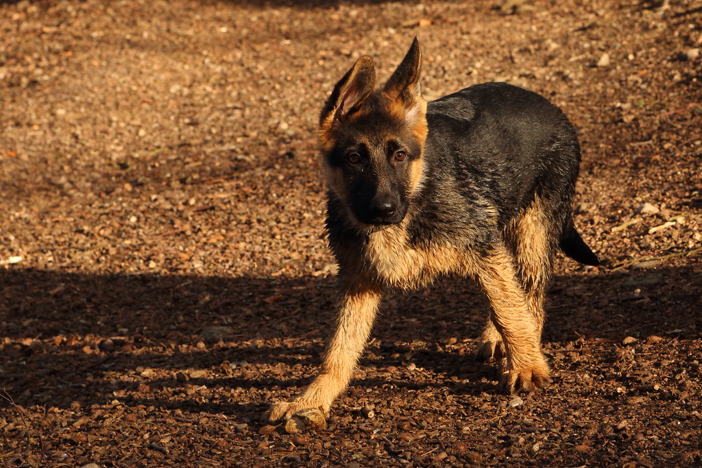 Dexter Denmore Park 3 Ian Cairns Flickr