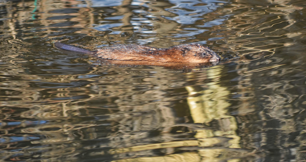 Muskrat Chad Horwedel Flickr